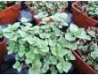 Lot de 3 menthes fortes