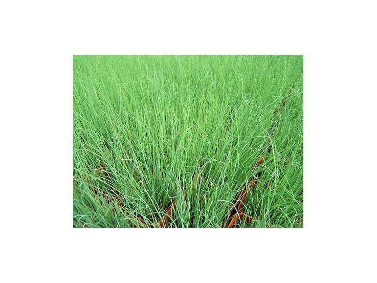 Ciboulette