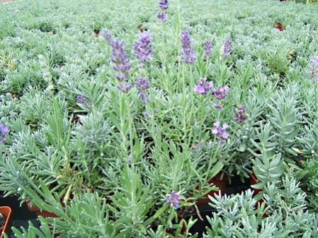 Le thym, une plante médicinale et stimulante dans votre jardin aromatique