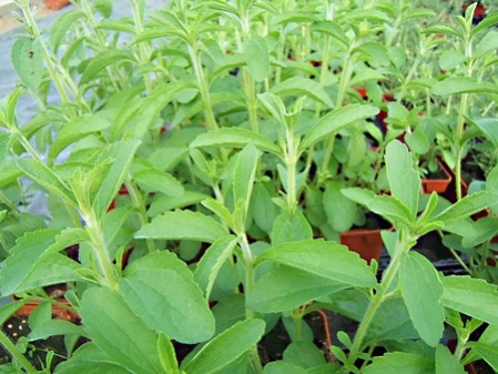 Stevia