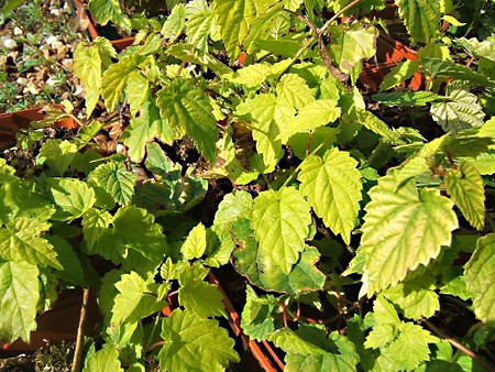 Houblon doré en pot : plant houblon - Aromatiques