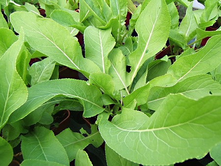 Raifort en pot : plante aromatique en pot - Aromatiques