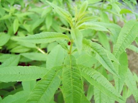 Verveine Citronnelle – La Brouette Maraîchère