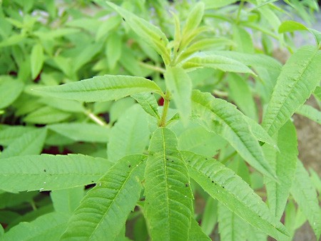 planter une verveine citronnelle