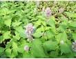 Agastache menthe