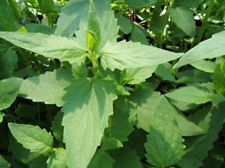 Agastache réglisse