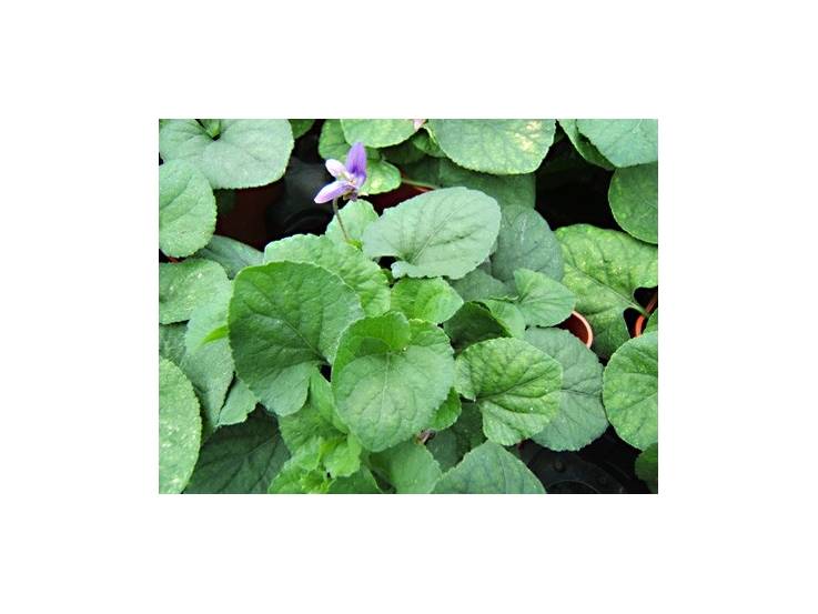 Violette odorante en pot : plante aromatique vivace - Aromatiques