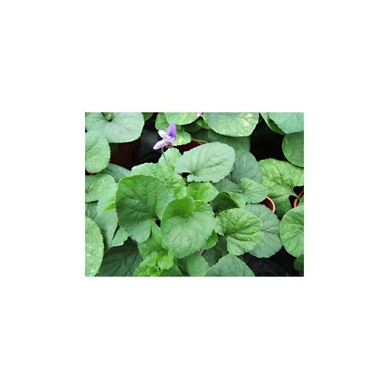 Violette odorante en pot : plante aromatique vivace - Aromatiques