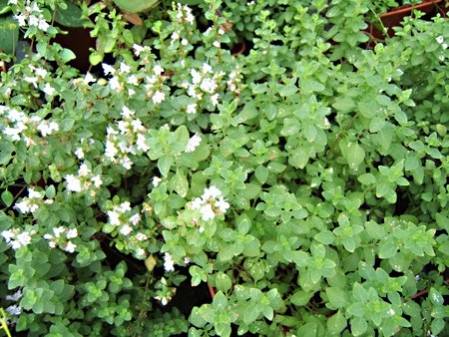 Micromérie à feuilles de thym