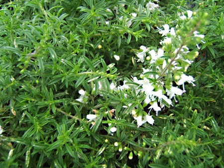 Sarriette rampante : plantes aromatiques vivaces - Aromatiques