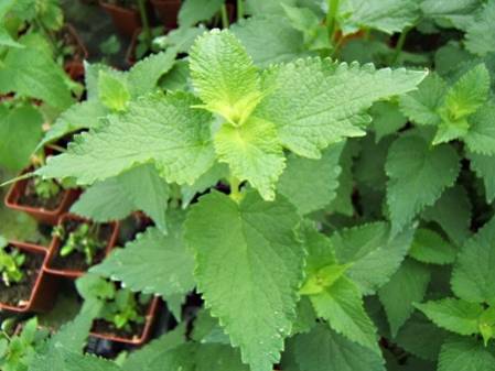 Agastache menthe à fleurs blanches