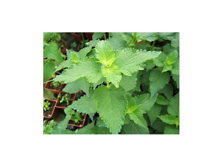 Agastache menthe à fleurs blanches