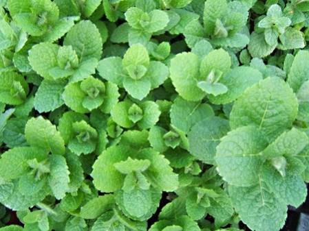 Menthe pomme