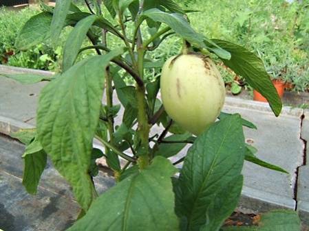 Poire melon