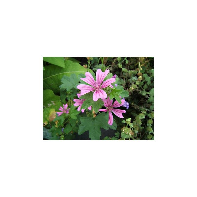 MAUVE SYLVESTRE en vrac (Malva sylvestris)