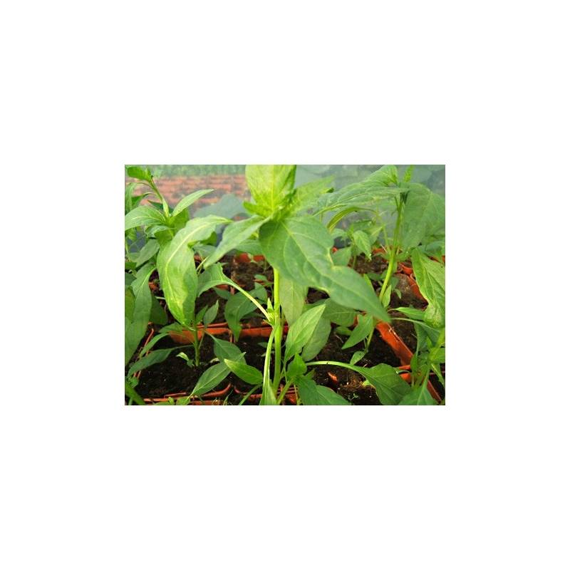 3 Plants de Piment Doux des Landes