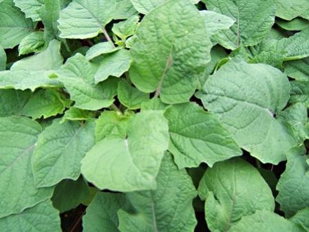 Tomatillo goldie