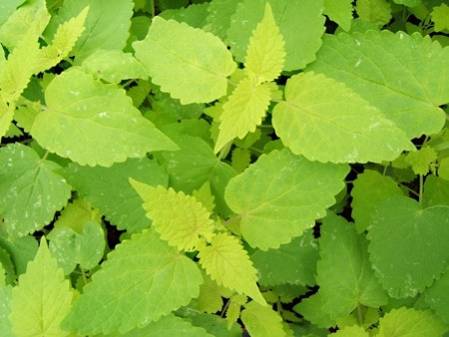 Agastache menthe à feuilles dorées