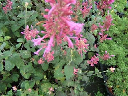 Agastache boléro