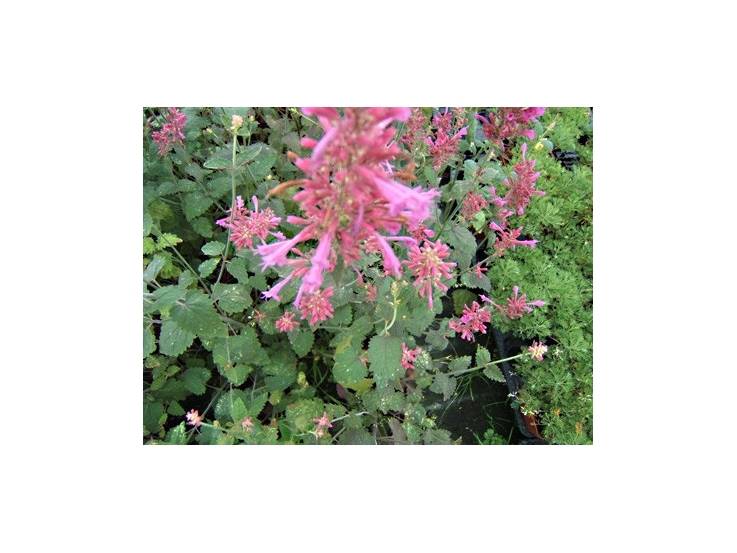 Agastache boléro