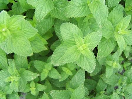 Menthe des champs