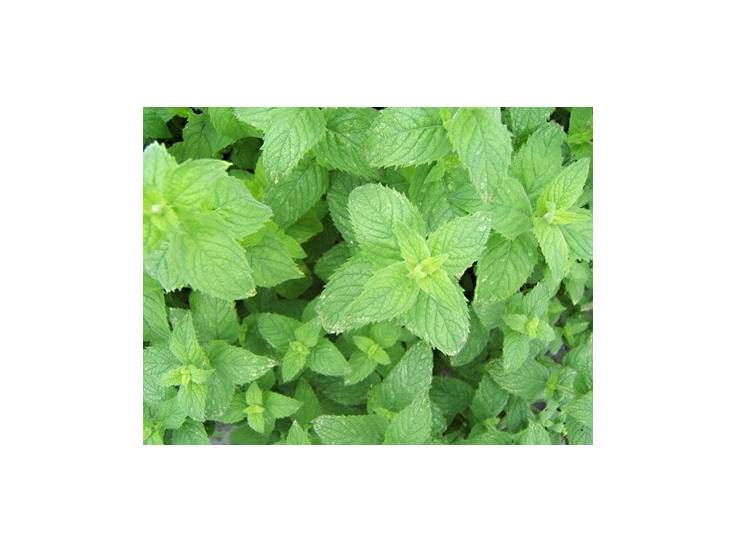 Menthe des champs