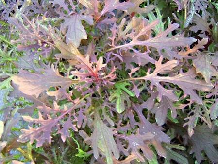 Moutarde rouge à feuilles découpées