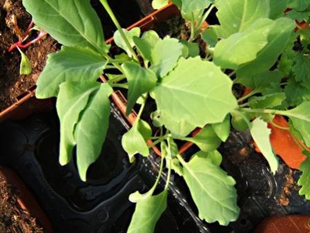 Kale de Chine