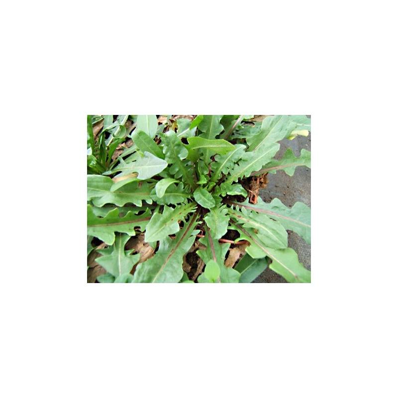 Barbe de capucin (Cichorium intybus) ou chicorée sauvage : plantation,  culture