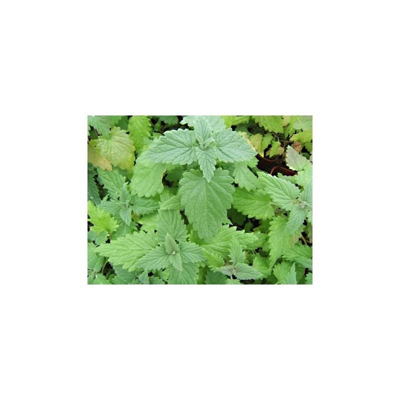 Cataire (Nepeta cataria) - Le jardin des vie-la-joie