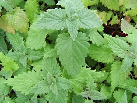 Cataire à planter : acheter plante médicinale - Aromatiques