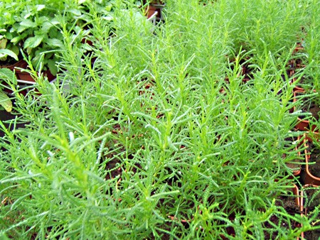 planter une santoline