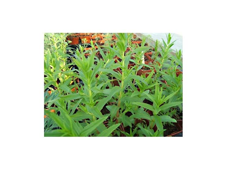 Gratiole officinale