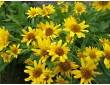 Arnica des plaines