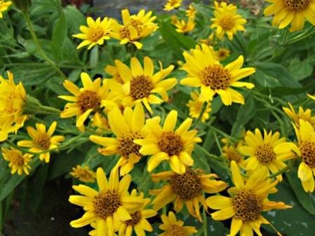 Arnica des plaines