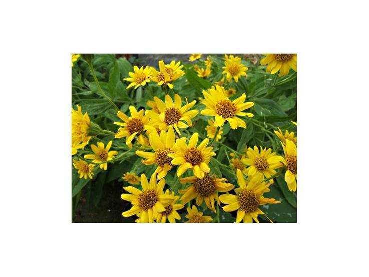 Arnica des plaines