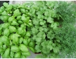 Offre de 3 plantes de saison.