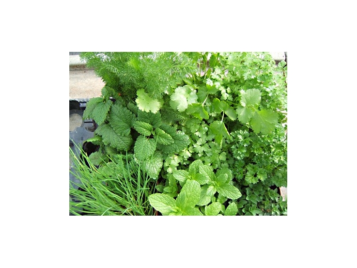 Assortiment de 9 aromatiques herbacées