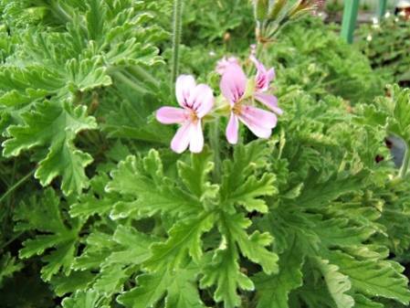 Géranium odorant citronnelle