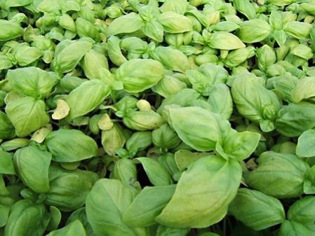 Basilic à grandes feuilles