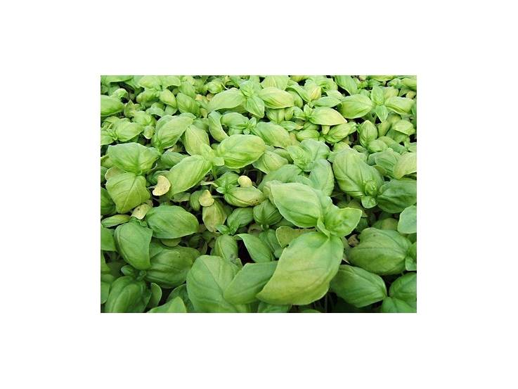 Basilic grandes feuille plants Pot 1 Litre