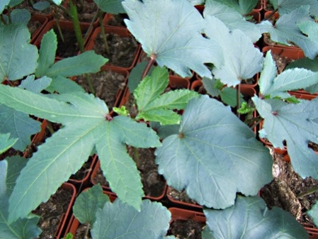 Okra pourpre - Gombo pourpre