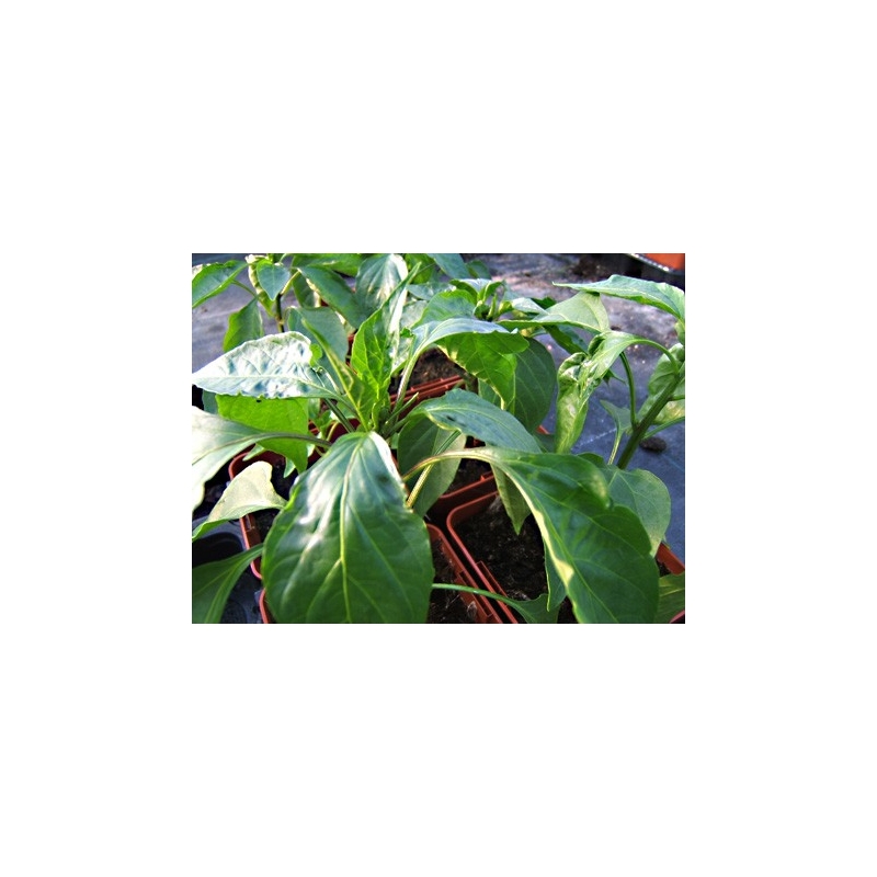 Plant de piment fort - Cayenne rouge