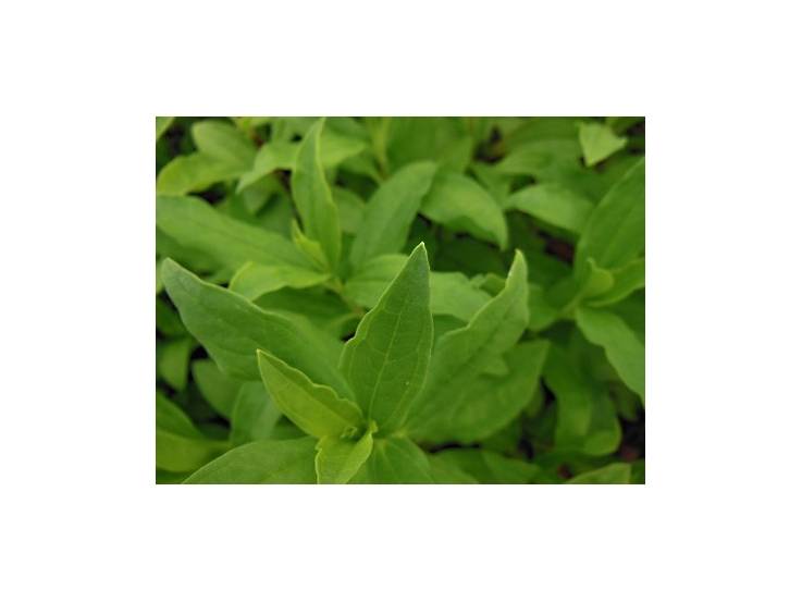 Saponaire officinale