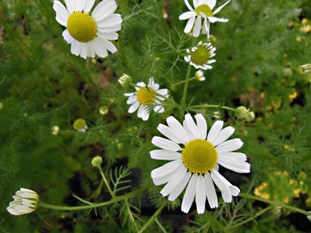 Camomille allemande en pot : plante aromatique vivace - Aromatiques