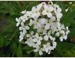 Julienne des jardins à fleurs blanches