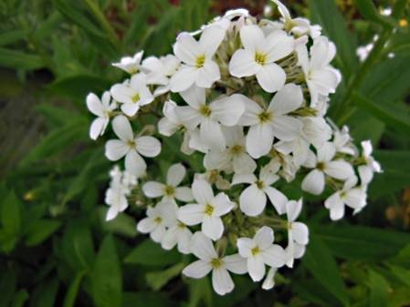 Julienne des jardins à fleurs blanches