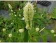 Anis-Hysope à fleurs blanches