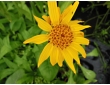 Arnica