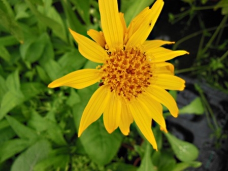 Arnica